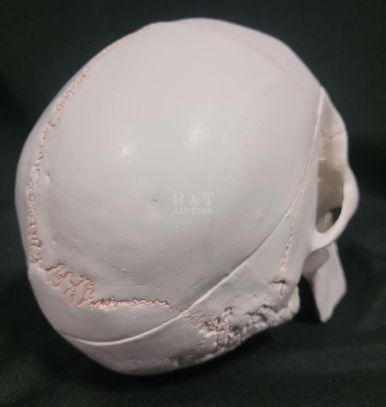 New Asintod Human Head Skull Medical Anatomical Model