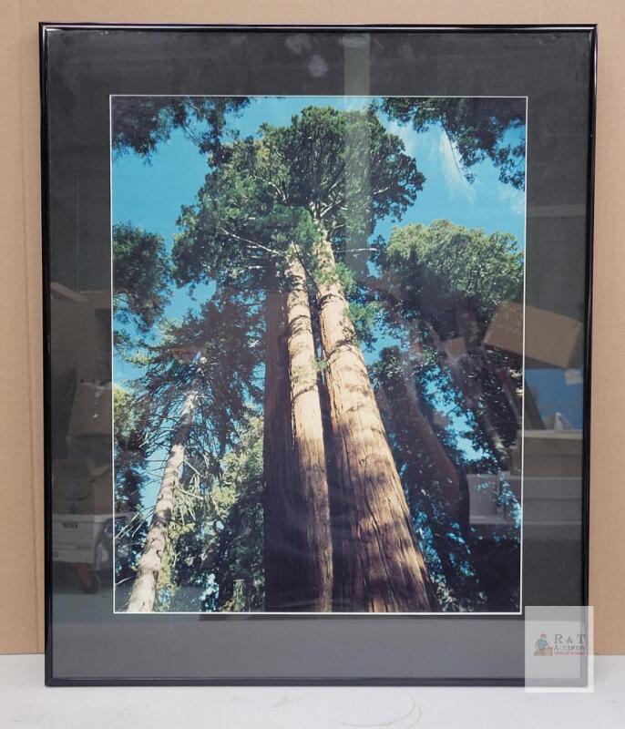 " Giant Sequoia Trees " Framed Photo Enlargement , Measures 21"&times;25"