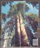 " Giant Sequoia Trees " Framed Photo Enlargement , Measures 21"&times;25" - 2