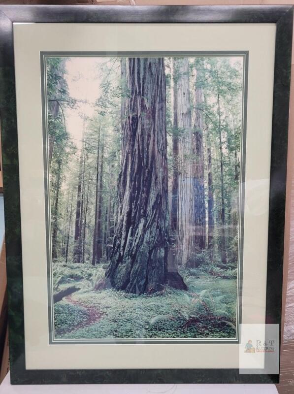 " Giant Coast Redwood Grove in a Lush Green Forest " Framed Photo Enlargement . Measures 29.5"&times;39.5"