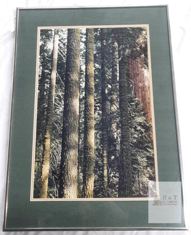 Framed Forest Landscape Photograph with Double Mat and Metallic Frame 23"x17"
