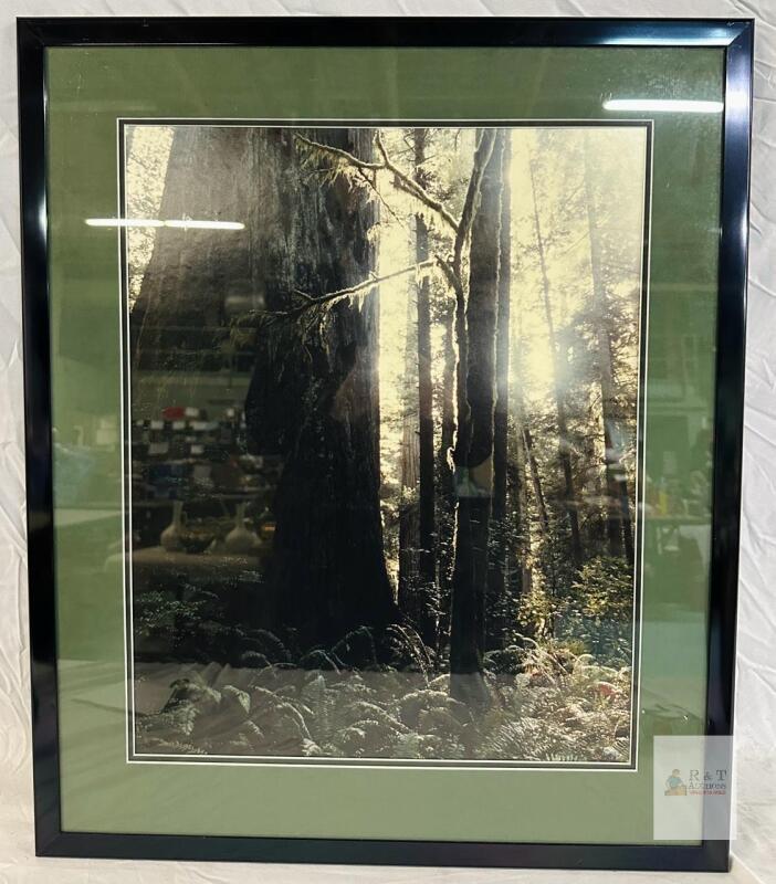 Framed Forest Scene Photograph,22&rdquo; x 26.5&rdquo; with Olive Green Double Mat and Black Metal Frame