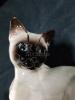 Large Beswick Siamese cat - 5