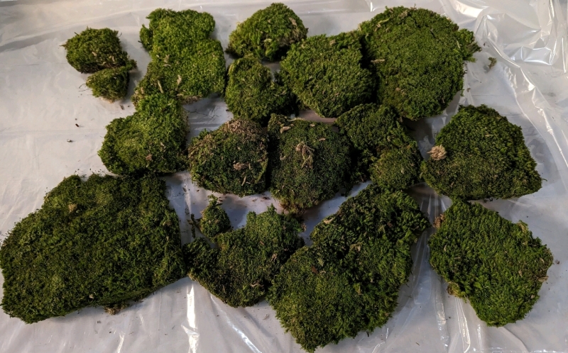 Decorative Moss for Modeling or Other Crafts.