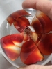 VENINI Glass Paperweight - 4