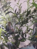 New! Lifelike Olive Tree - 2