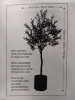 New! Lifelike Olive Tree - 4