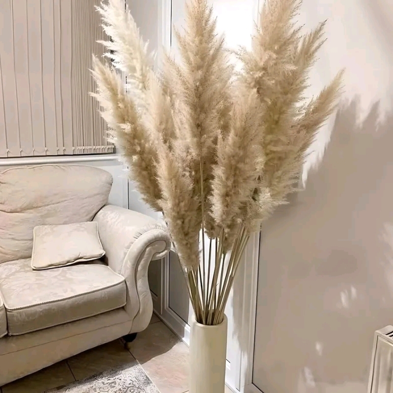 10 New Stems of Natural Pampas Grass