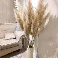 10 New Stems of Natural Pampas Grass