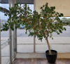 Beautiful Large FICUS Tree in Pot , Measures 8 Feet Tall & 7 Feet Wide .