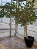 Beautiful Large FICUS Tree in Pot , Measures 8 Feet Tall & 7 Feet Wide . - 2