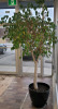 Beautiful Large FICUS Tree in Pot , Measures 8 Feet Tall & 7 Feet Wide . - 3