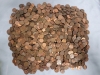10+ Lbs Canadian & USA Pennies