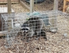 New - Faicuk Large Collapsible Humane Live Animal Cage Trap , 32"&times;13"&times;11" - 4