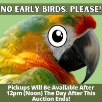 Pickups Start at Noon (12pm) on Tuesday . Please no Early-Birds!