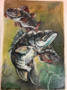 Original Oil on Canvas Board of Fish signed by Artist Framed 13 x 16.5 inches - 2