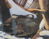 " Ballantyne and Barnston at Tadoussac , 1846 " by Charles F Comfort . #'ed Print - 4
