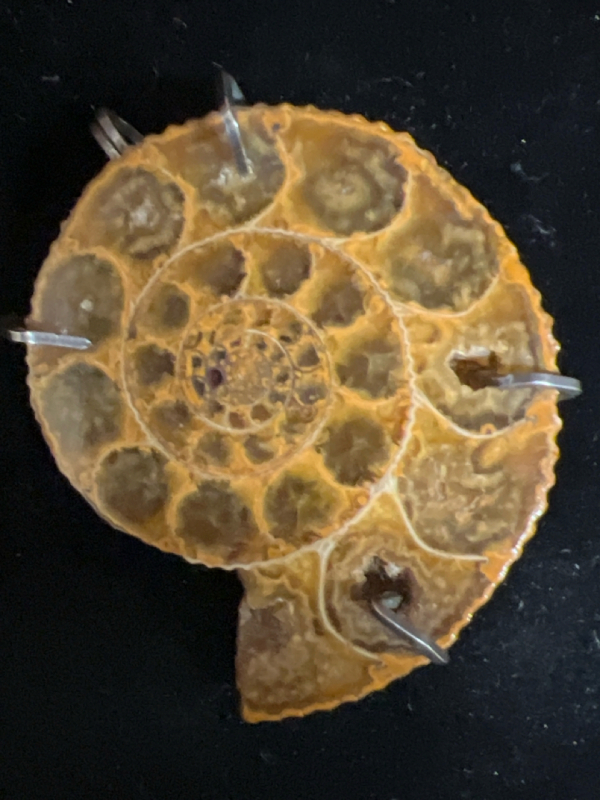 Ammonite Fossil Pendant