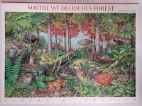 2004 US Postal ' Nature of America : Northeast Forest , 7th ' 37 Cent Postage Stamp Panel