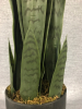 Artificial Decorative Sansevieria / Snake Plant Plant - 2