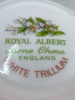 Royal Albert England White Trillium Tea Cup & Saucer Service for two - 4