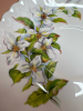 Royal Albert England White Trillium Tea Cup & Saucer Service for two - 6