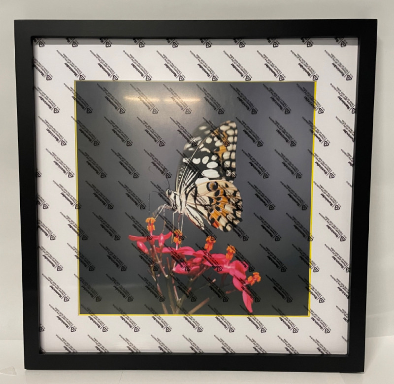 NEW 16 “ x 16” Frame Solid Black with beautiful butterfly