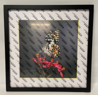 NEW 16 &ldquo; x 16&rdquo; Frame Solid Black with beautiful butterfly