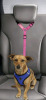 New Bwogue Pink Dog or Cat Safety Seat Belt