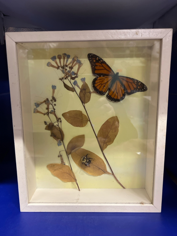 Shadow Box Monarch Butterfly Bee Entomology Art Work