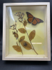 Shadow Box Monarch Butterfly Bee Entomology Art Work - 2