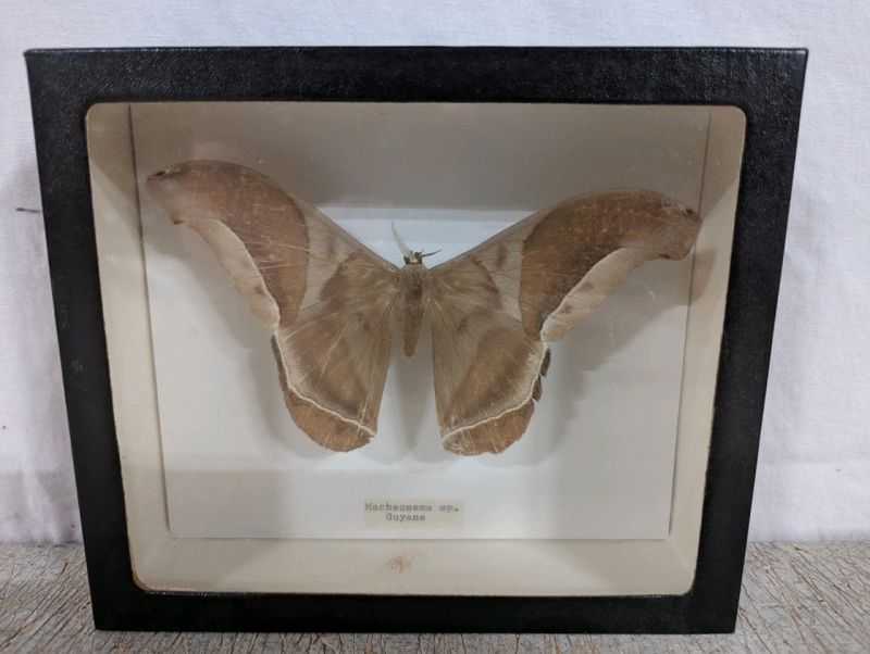 A Pinning of a Saturn Moth In a Shadow Box.