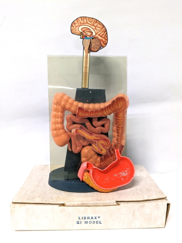 Vintage LIBRAX GI Tract Advertising Model Replica in Original Box