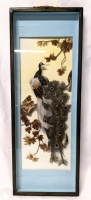 Vintage Framed Peacock Assemblage with Real Feathers 8.75" x 23.75" x 1.25"