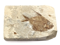 Fantastically Fossilized Fish (Fish is 1.75" long from tail tip to lip!)