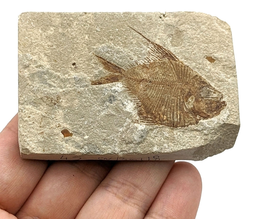 Fish Fossilizing Fantastically Fossilized Fish (Fish is 1.75 long from tail tip to lip!)