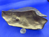 Large Brass Fish with Personality - 3