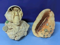 Vintach Shell Clock 5.5" Tall & Preserved Hermit Crab with Shell on Rock 6" Tall