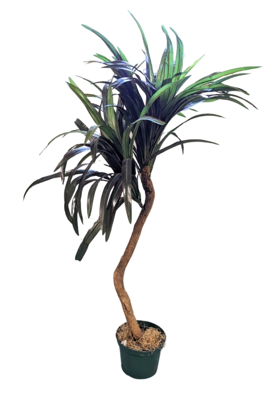 42" Tall Artificial Dracaena / Dumb Cane