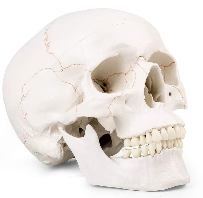 New ASINTOD Human Head Skull Medical Anatomical Model