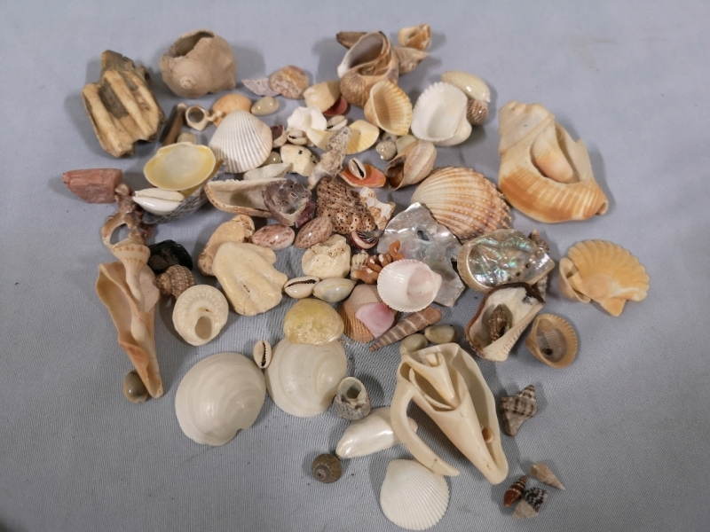 Large Lot of Various Sea Shells