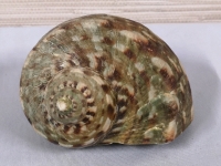 Turbo Marmoratus(?) Sea Shell