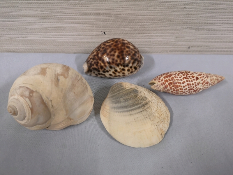 4 Sea Shells - Mitra Papalus & Tiger Cowrie