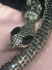 Mesh Serpent Collar Necklace Black Rhinestone Eyes - 5