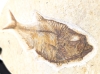 Ancient Fossilized Fish (Possibly Diplomystus) with Display Stand | Fish measures 6.25" Long / Rock measures 7.25" x 4 75" x 0.5" Thick - 2