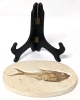 Ancient Fossilized Fish (Possibly Diplomystus) with Display Stand | Fish measures 6.25" Long / Rock measures 7.25" x 4 75" x 0.5" Thick - 4