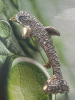 Alluring Rhinestone Dolphin Vintage Brooch - 5