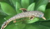 Alluring Rhinestone Dolphin Vintage Brooch - 6