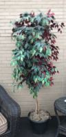 6ft Artificial Tree in Pot