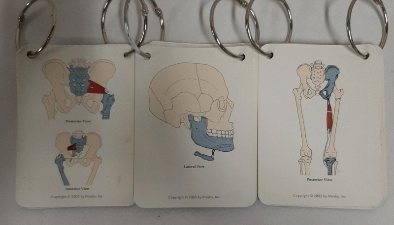 3 Sets of Cards on Muscles, The Pelvis, The Neck & The Thigh